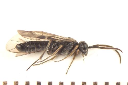 Loderus gilvipes