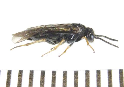 Réf. 308 846 : Monophadnus pallescens