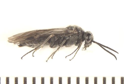 Réf. 308 871 : Oncodolerus eversmanni