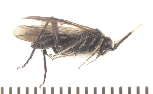 Macrophya infumata