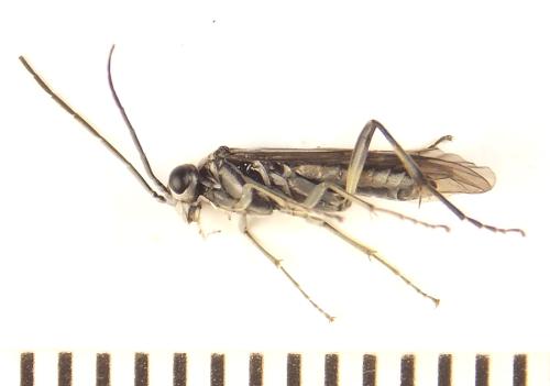 Réf. 308 930 : Pachyprotasis rapae