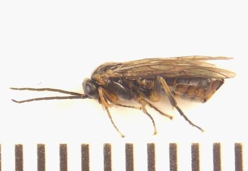 Réf. 308 385 : Pristiphora abietina