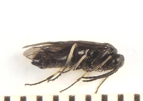 Birka cinereipes