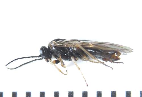 Réf. 308 609 : Anoplonyx destructor