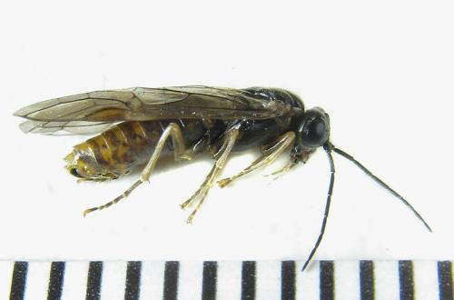 Anoplonyx apicalis