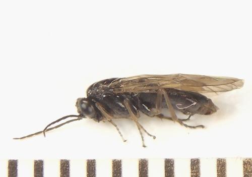 Anoplonyx ovatus