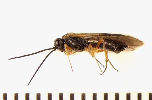 Réf. 308 728 : Strongylogaster baikalensis