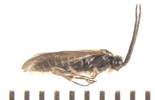 Empria longicornis