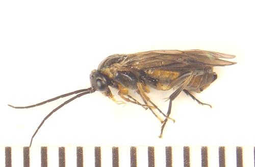 Pristiphora compressa