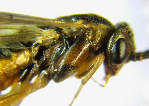 Réf. 308 367 : Pristiphora decipiens