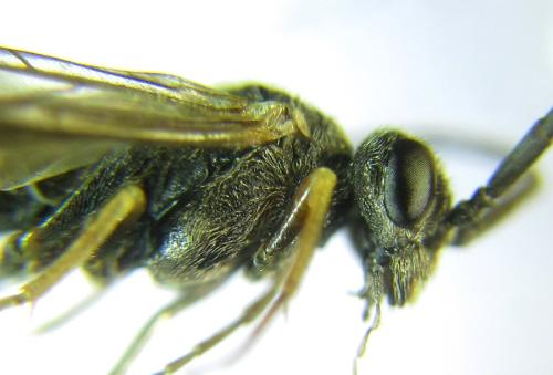 Loderus gilvipes