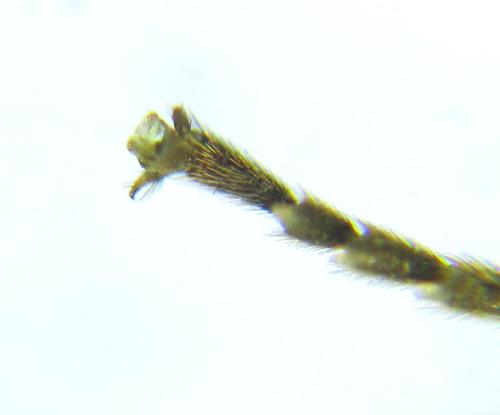 Réf. 308 837 : Loderus gilvipes