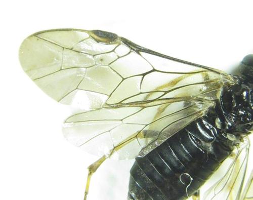 Réf. 308 847 : Monophadnus pallescens