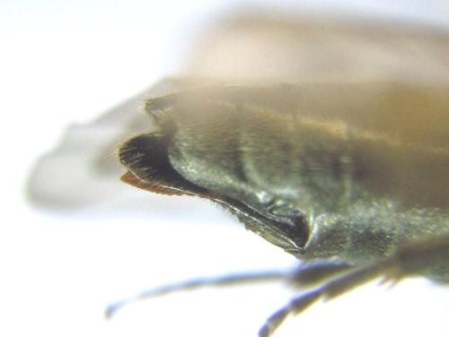 Réf. 308 872 : Oncodolerus eversmanni