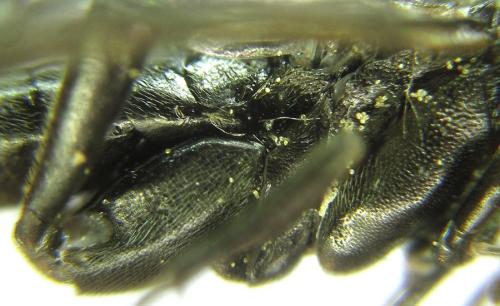 Macrophya infumata