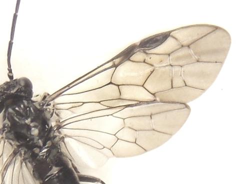 Réf. 308 931 : Pachyprotasis rapae
