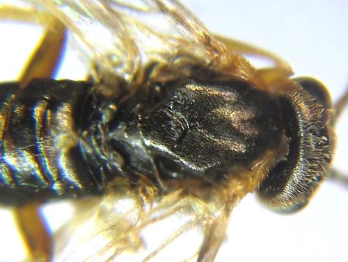 Réf. 308 401 : Pristiphora abietina