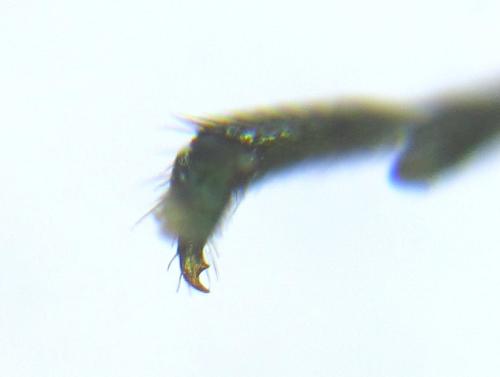 Euura scutellata