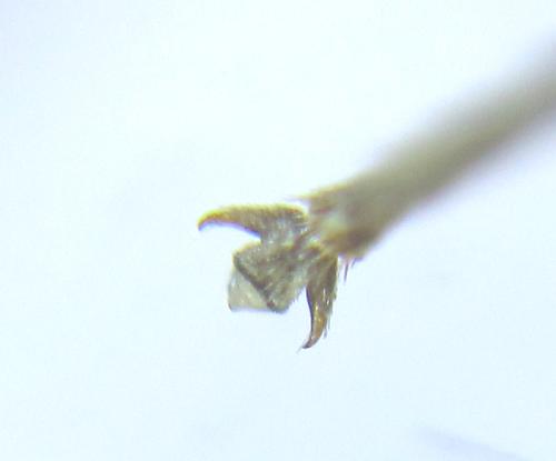 Réf. 308 610 : Anoplonyx destructor