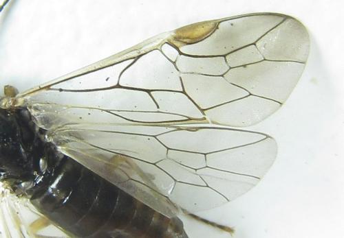 Réf. 308 625 : Anoplonyx apicalis