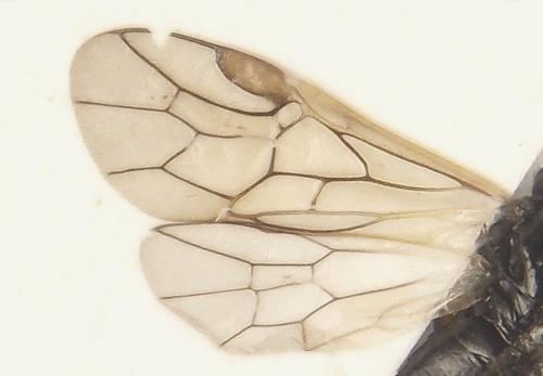 Anoplonyx ovatus