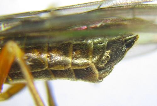 Réf. 308 729 : Strongylogaster baikalensis