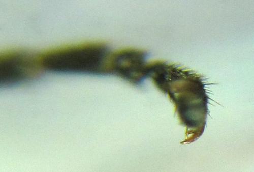 Empria longicornis
