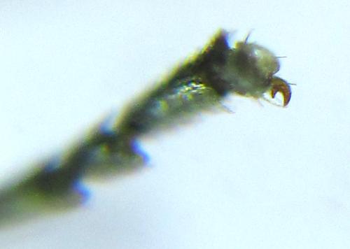 Réf. 308 783 : Empria basalis
