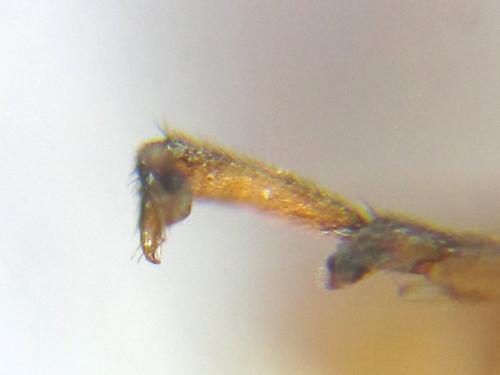 Réf. 308 368 : Pristiphora decipiens