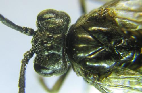 Réf. 308 768 : Empria longicornis