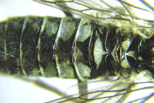 Réf. 308 785 : Empria basalis