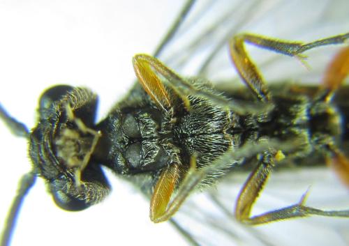 Réf. 308 796 : Loderus vestigialis