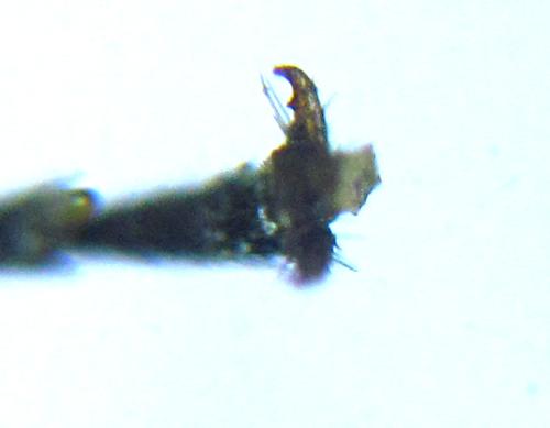 Réf. 308 807 : Loderus vestigialis