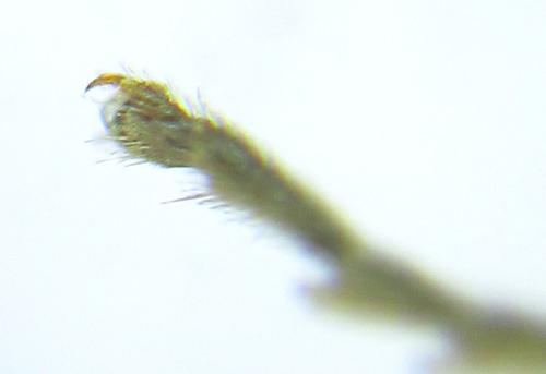 Réf. 308 827 : Loderus gilvipes