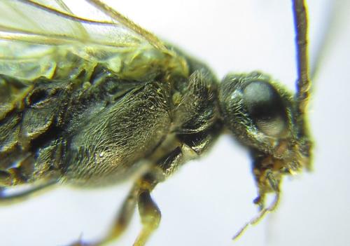 Réf. 308 838 : Loderus gilvipes