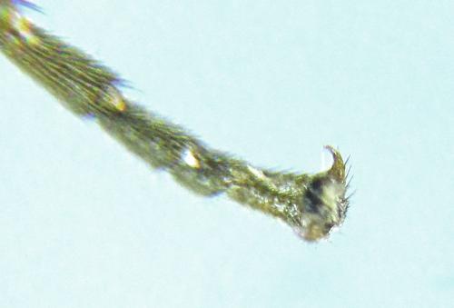 Réf. 308 848 : Monophadnus pallescens