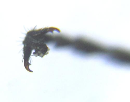 Réf. 308 873 : Oncodolerus eversmanni