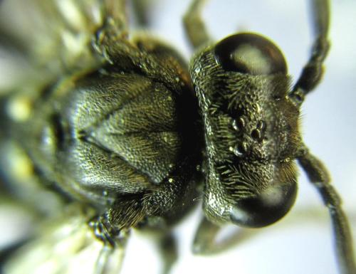 Réf. 308 924 : Macrophya infumata