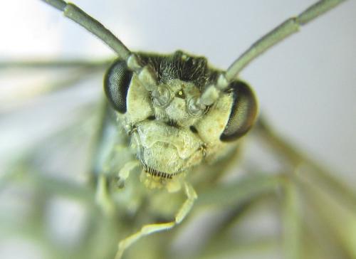 Réf. 308 932 : Pachyprotasis rapae