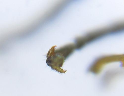 Pristiphora abietina