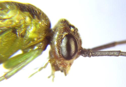 Réf. 308 461 : Euura scutellata