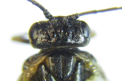Réf. 308 611 : Anoplonyx destructor