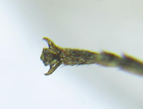 Réf. 308 640 : Anoplonyx ovatus