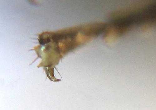 Réf. 308 730 : Strongylogaster baikalensis