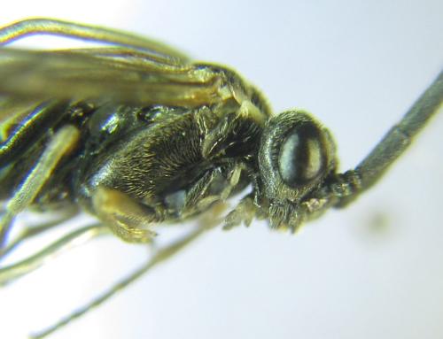 Empria longicornis