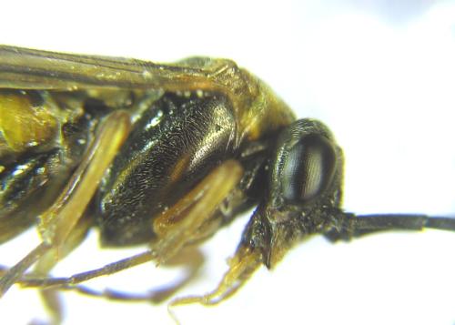 Réf. 308 284 : Pristiphora compressa