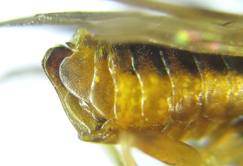 Réf. 308 369 : Pristiphora decipiens