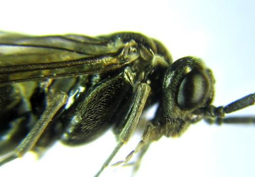 Réf. 308 786 : Empria basalis