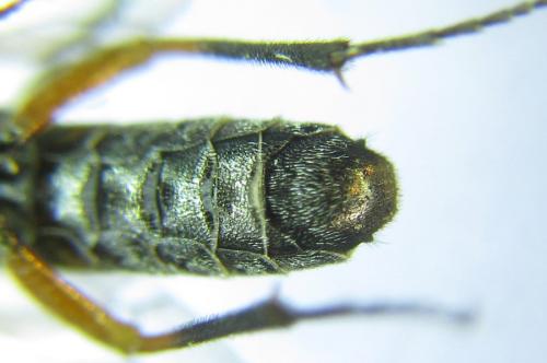 Réf. 308 797 : Loderus vestigialis