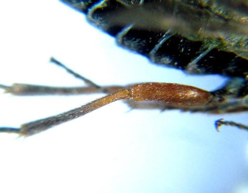 Réf. 308 808 : Loderus vestigialis